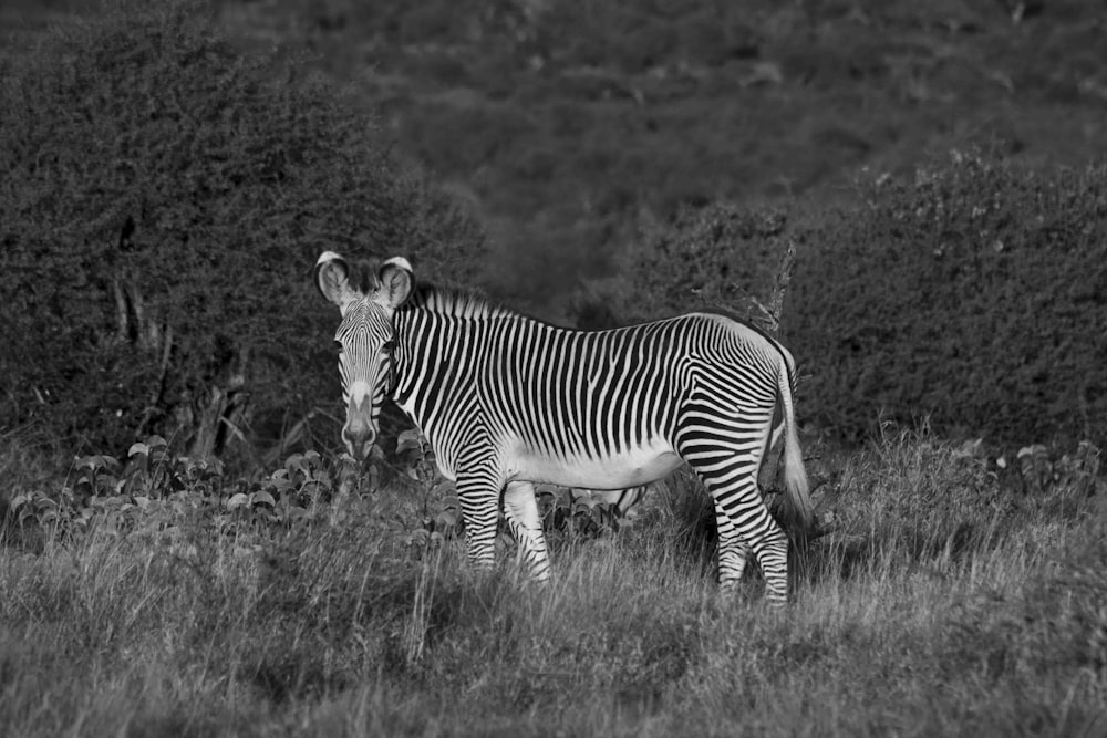 grayscale photo of zebra on grass field