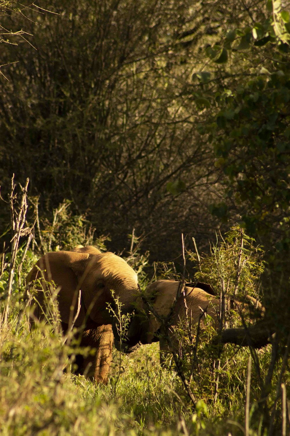 brown elephant on green grass field during daytime