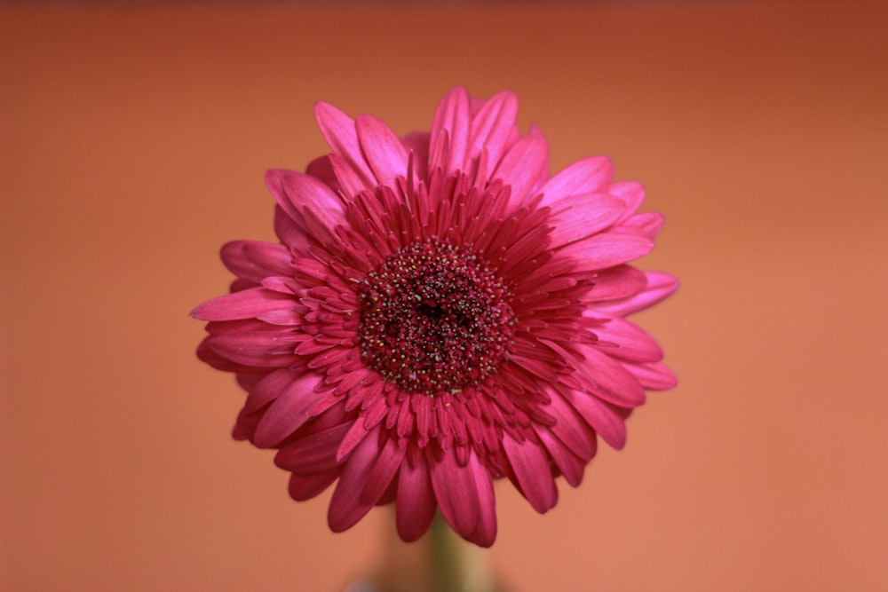 pink flower in macro shot