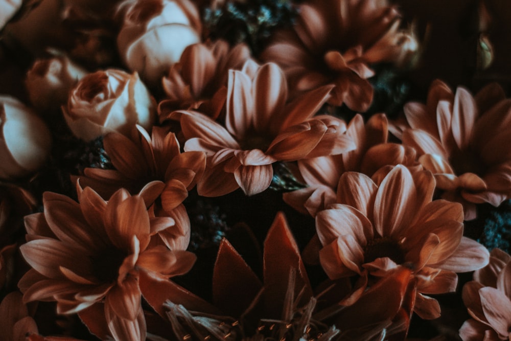 red and white flowers in tilt shift lens