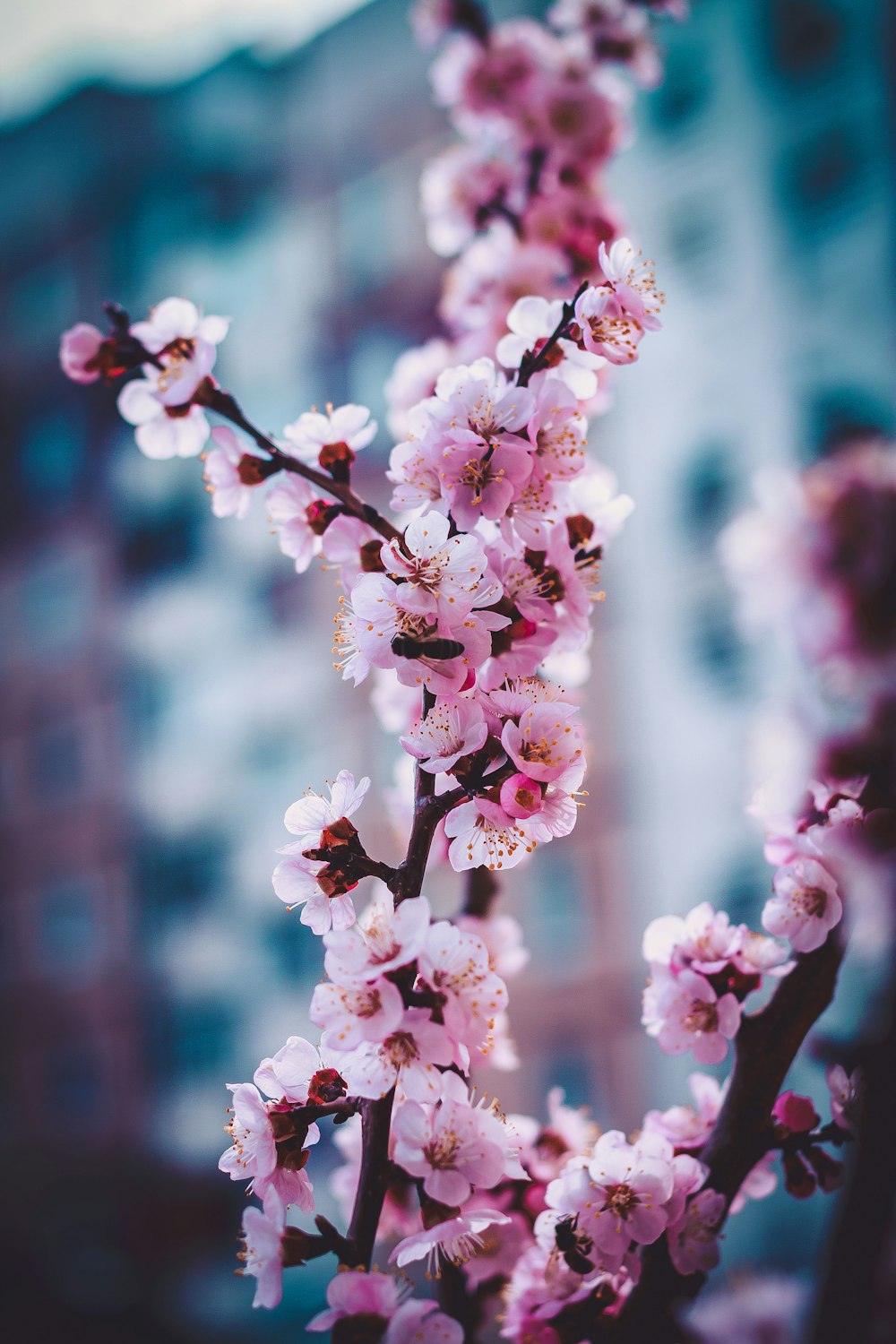 white and pink cherry blossom in close up photography