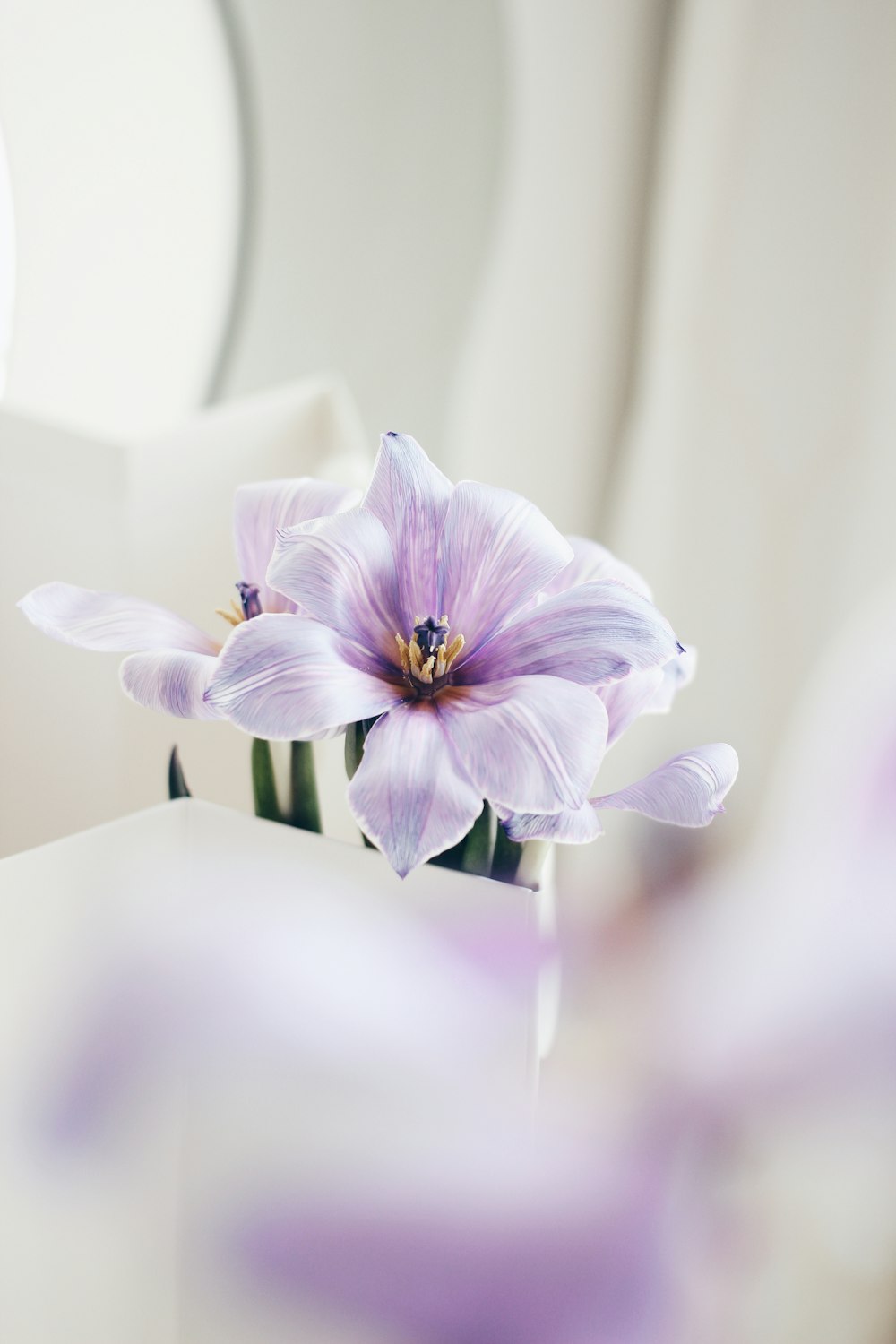 white and purple moth orchid in bloom