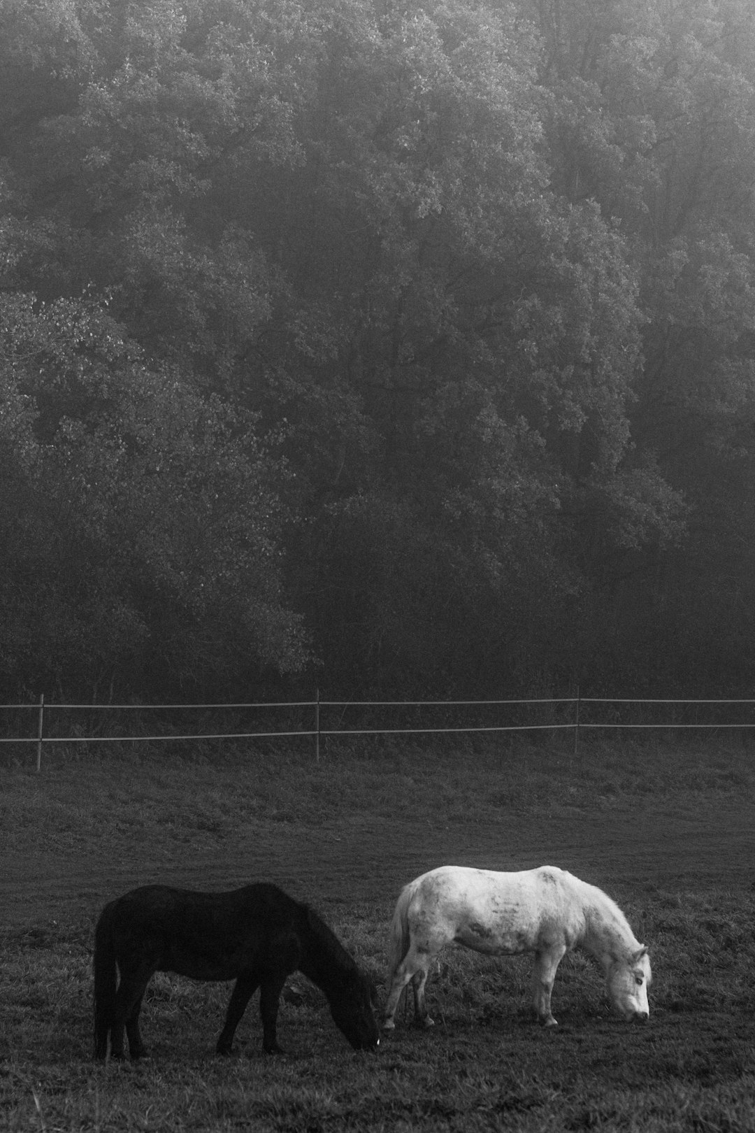 grayscale photo of cow on grass field