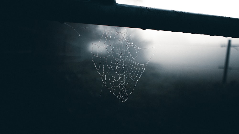 spider web on black surface