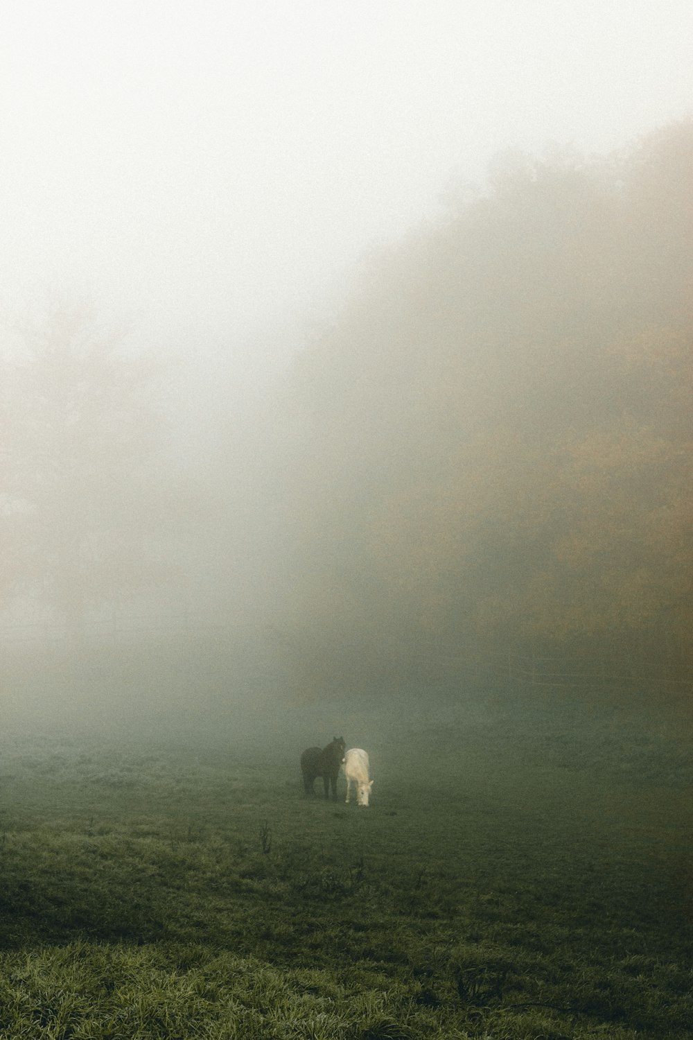 white sheep on green grass field covered with fog