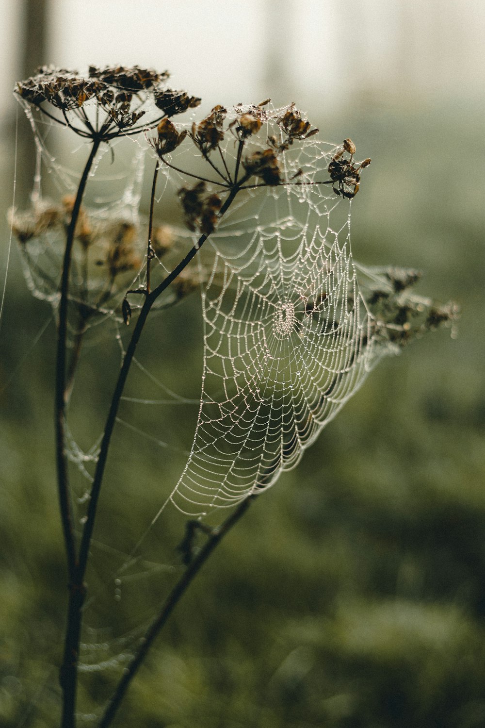 spider web on green grass during daytime