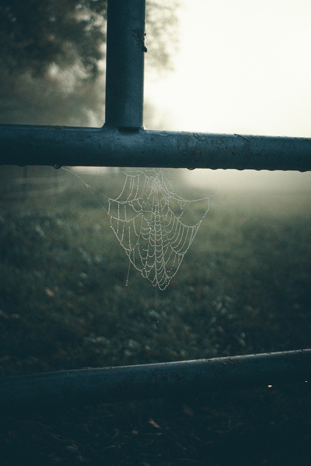 spider web on black metal fence