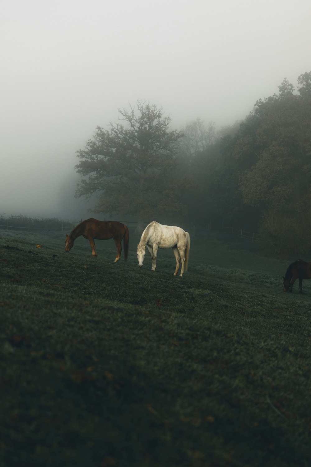 white horse on green grass field during daytime