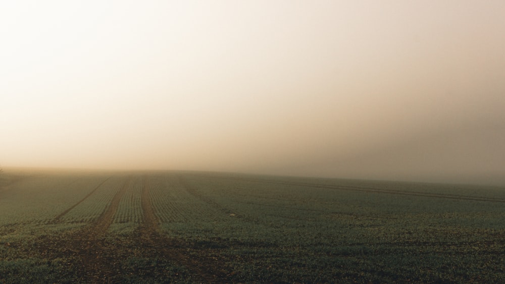 green grass field under white sky