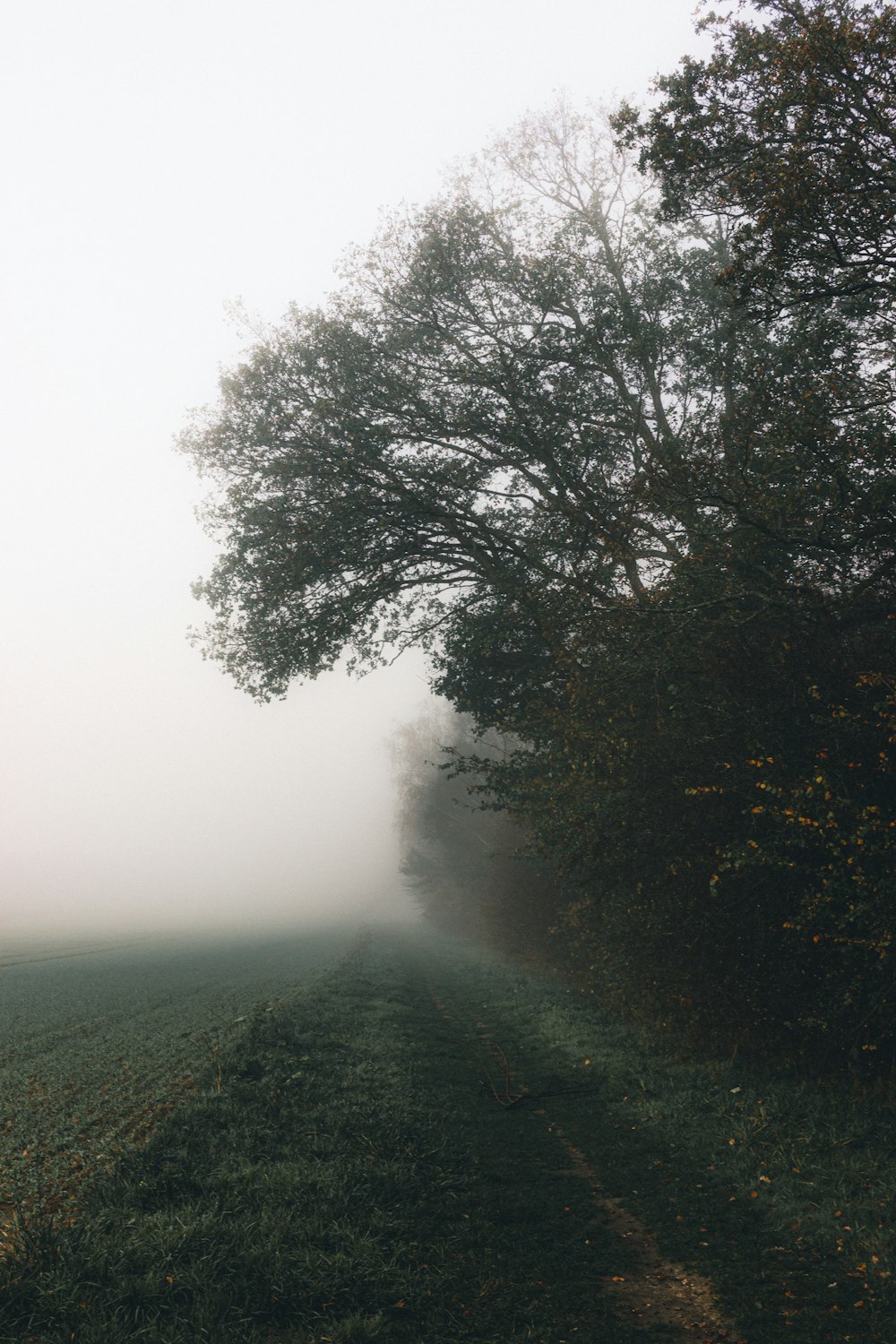 green trees on green grass field during foggy weather