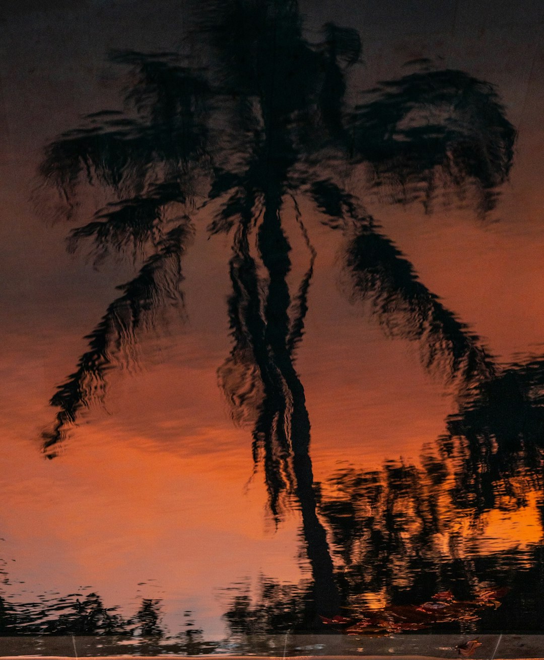 silhouette of palm trees during sunset