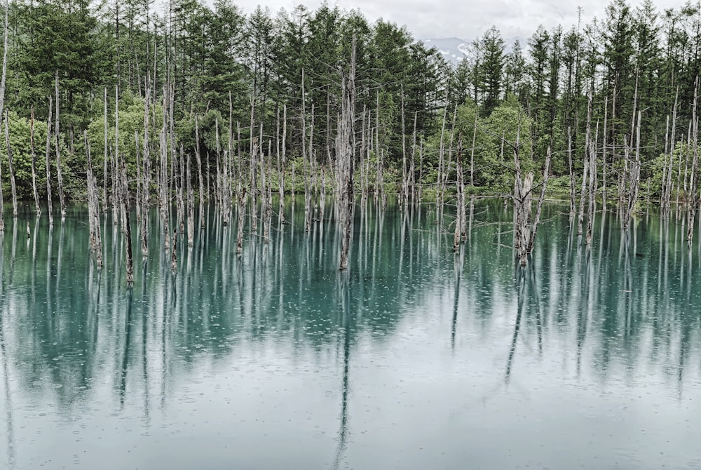 green trees on body of water during daytime