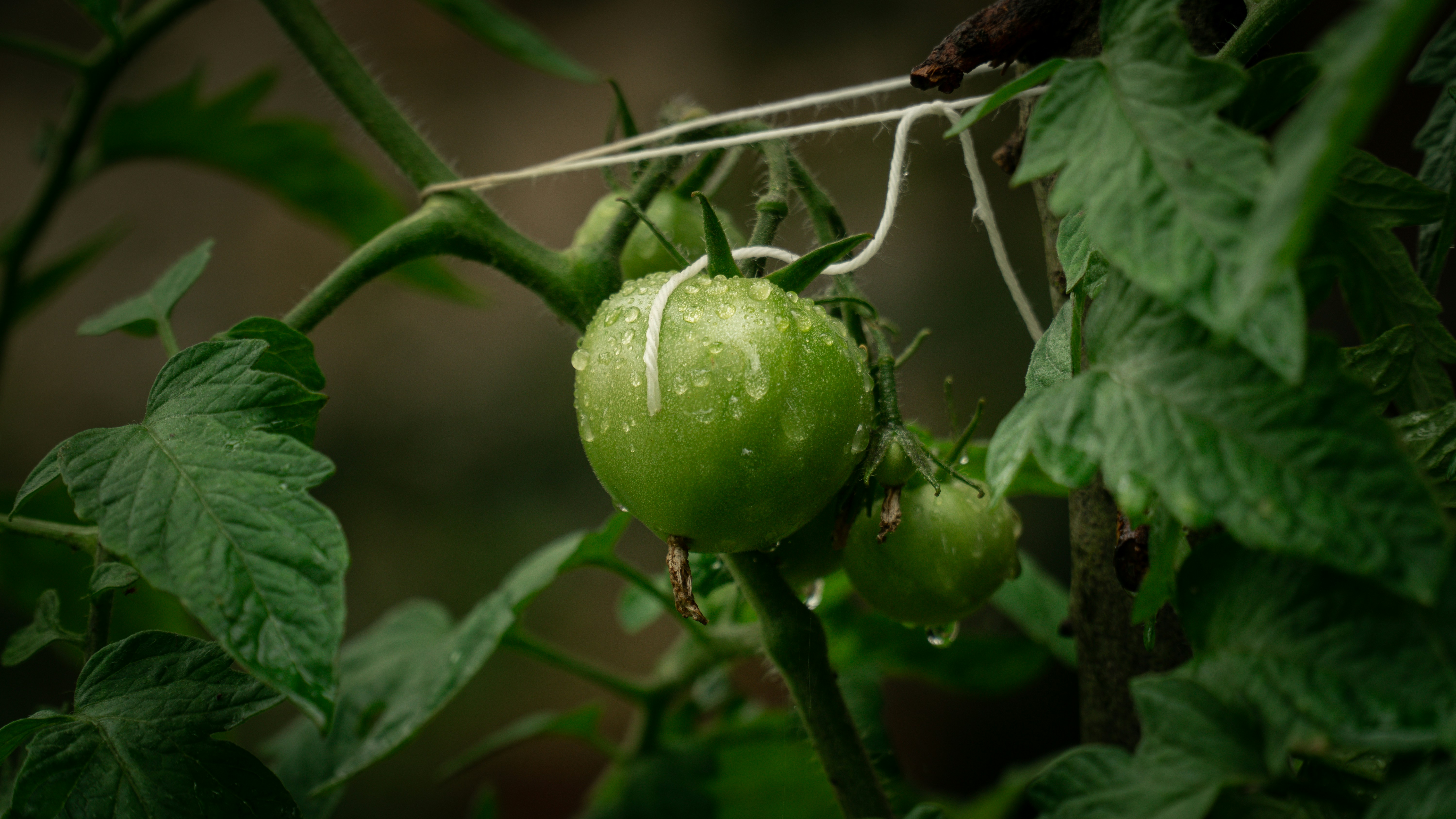 green fruit on tree branch
