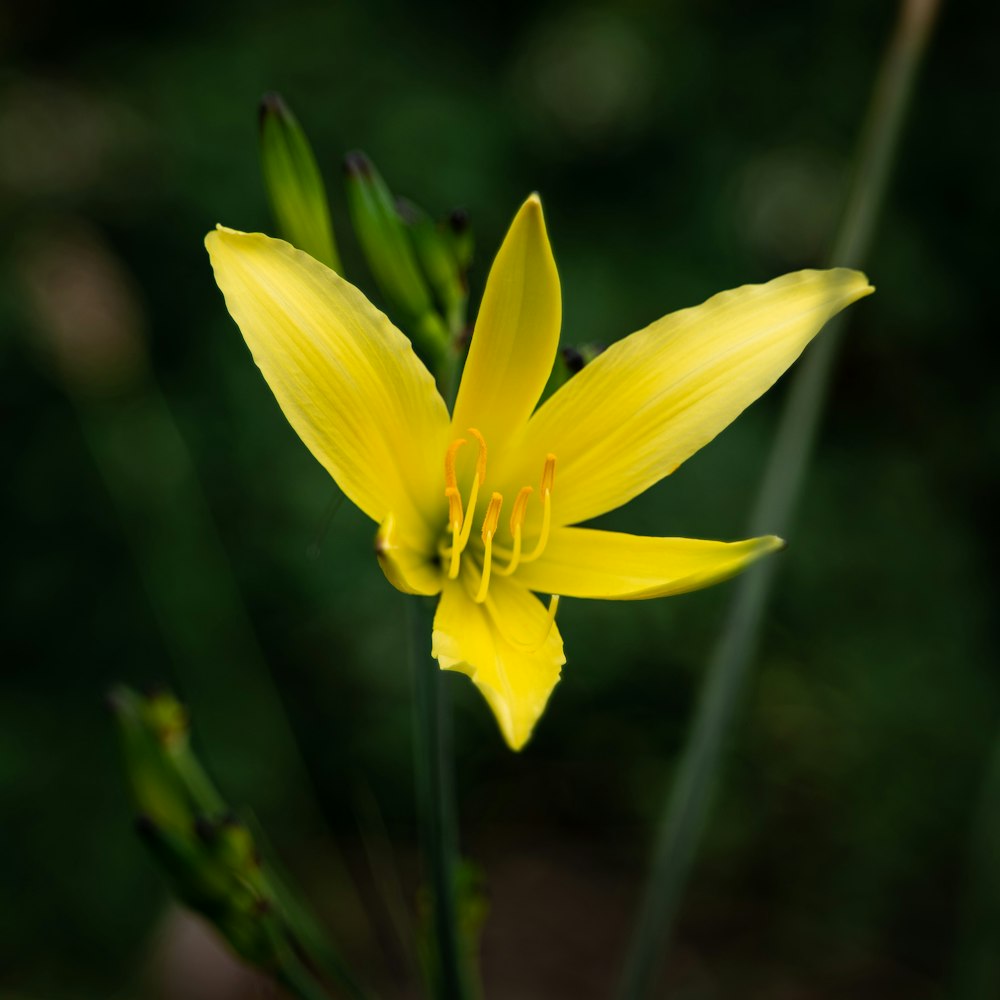 yellow flower in tilt shift lens