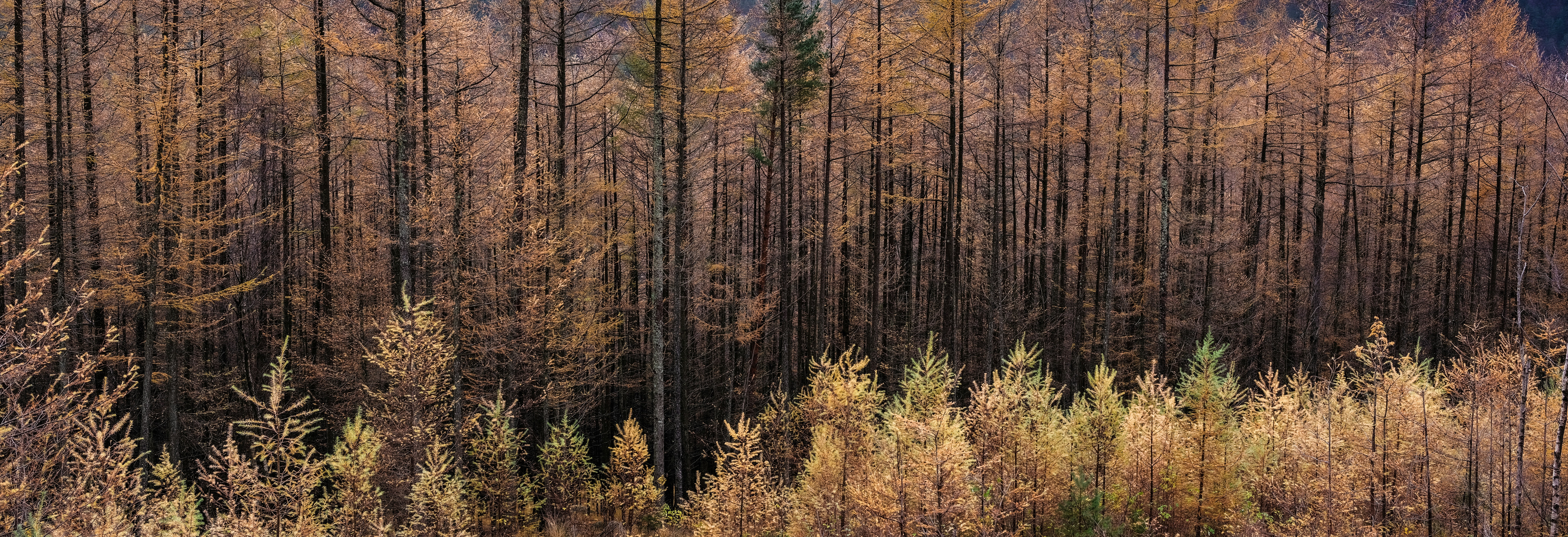brown and green trees during daytime