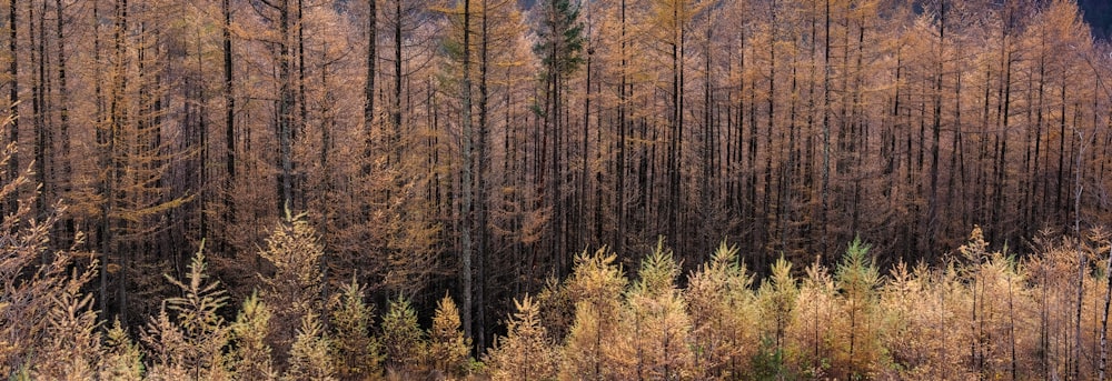 brown and green trees during daytime