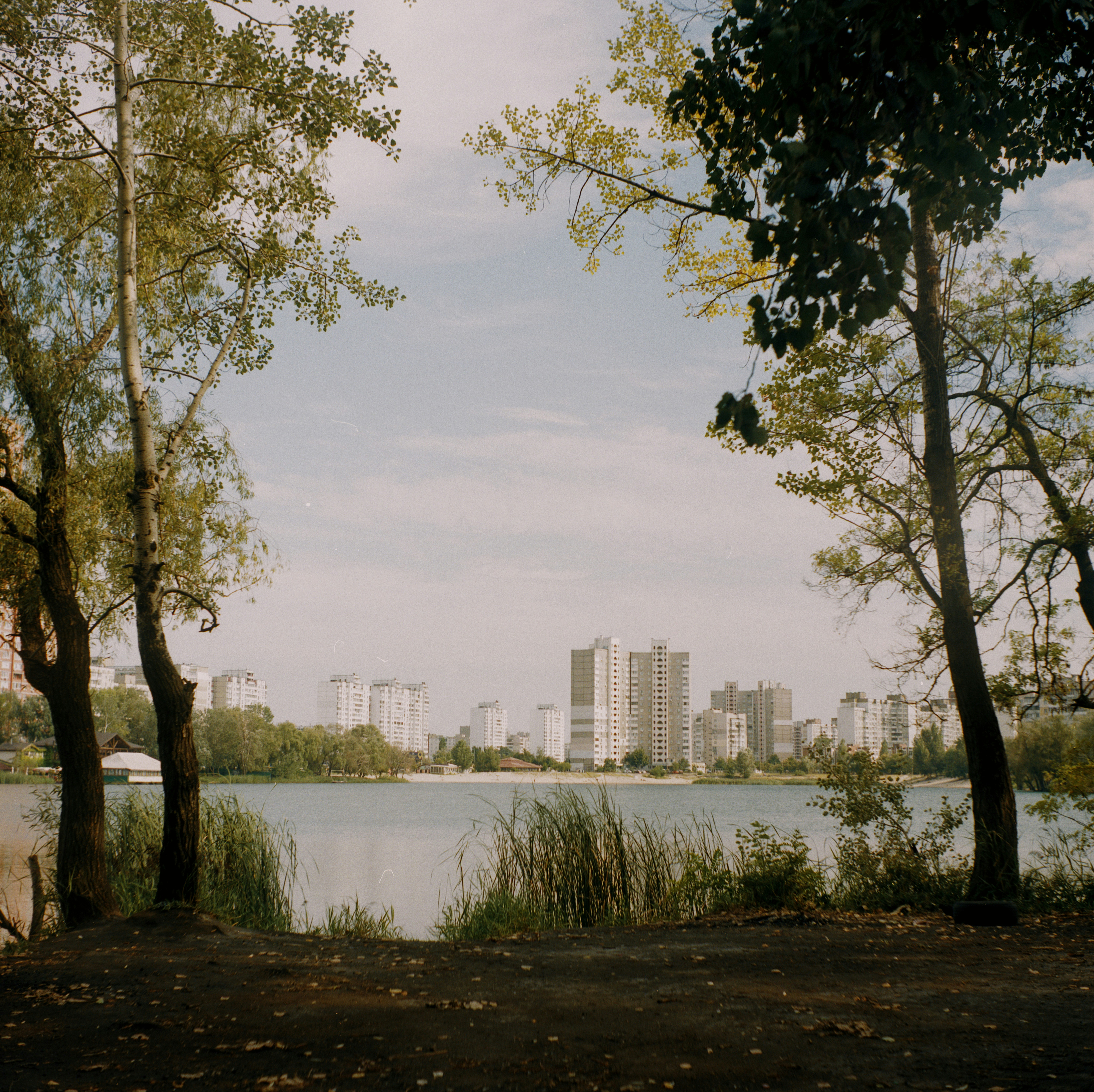 green trees near body of water during daytime