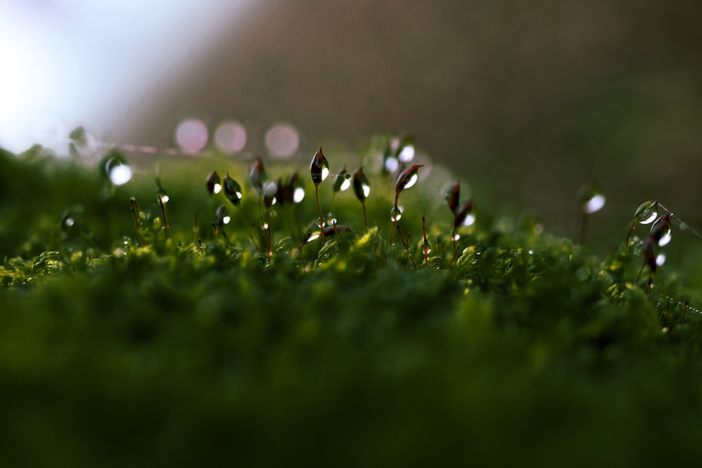 water droplets on green grass in macro photography