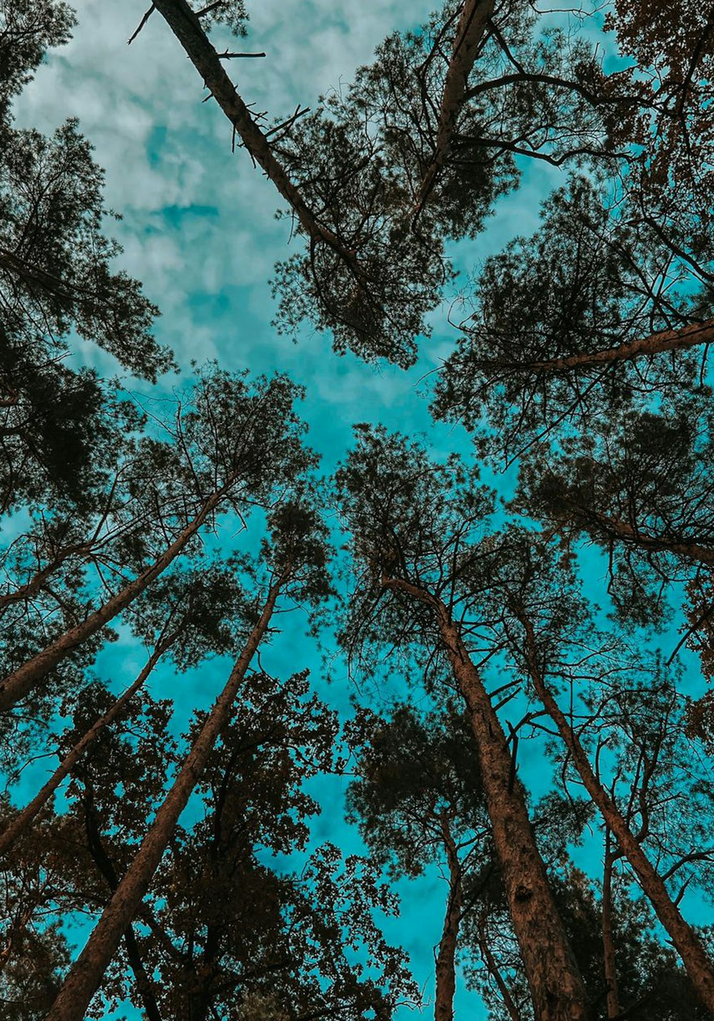low angle photography of trees under blue sky during daytime
