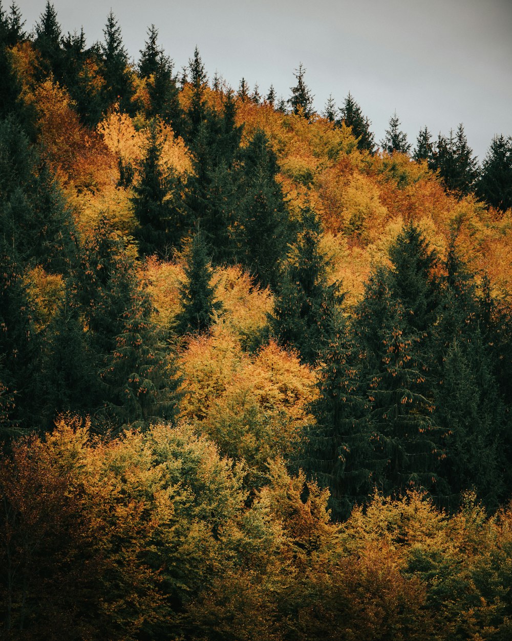 green and yellow trees under blue sky during daytime