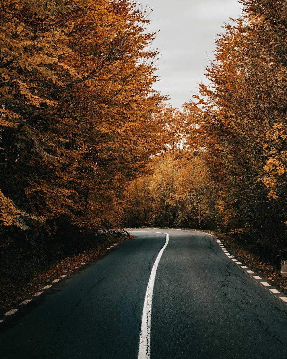 gray concrete road between brown trees during daytime