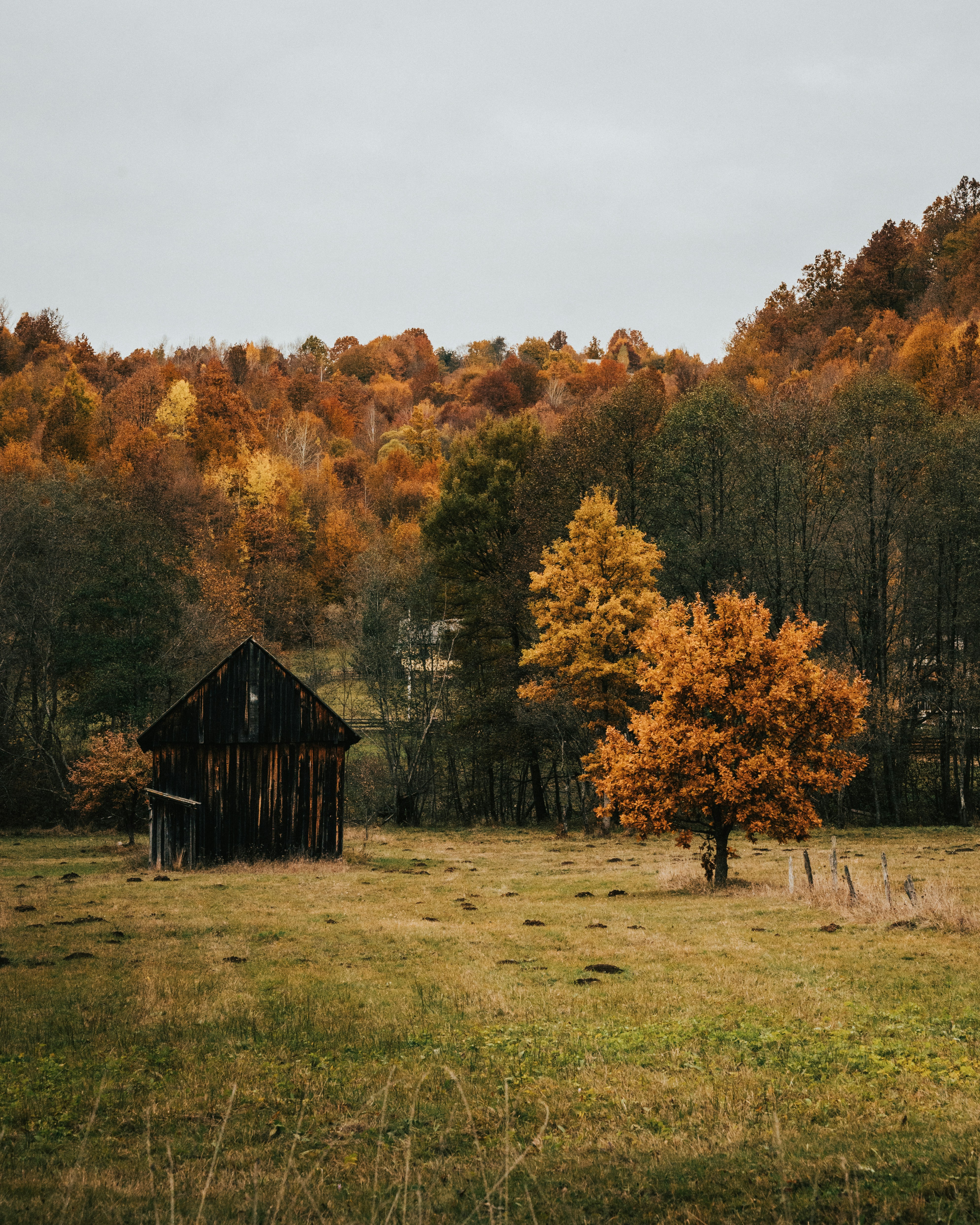 Photo by tamas_tuzeskatai