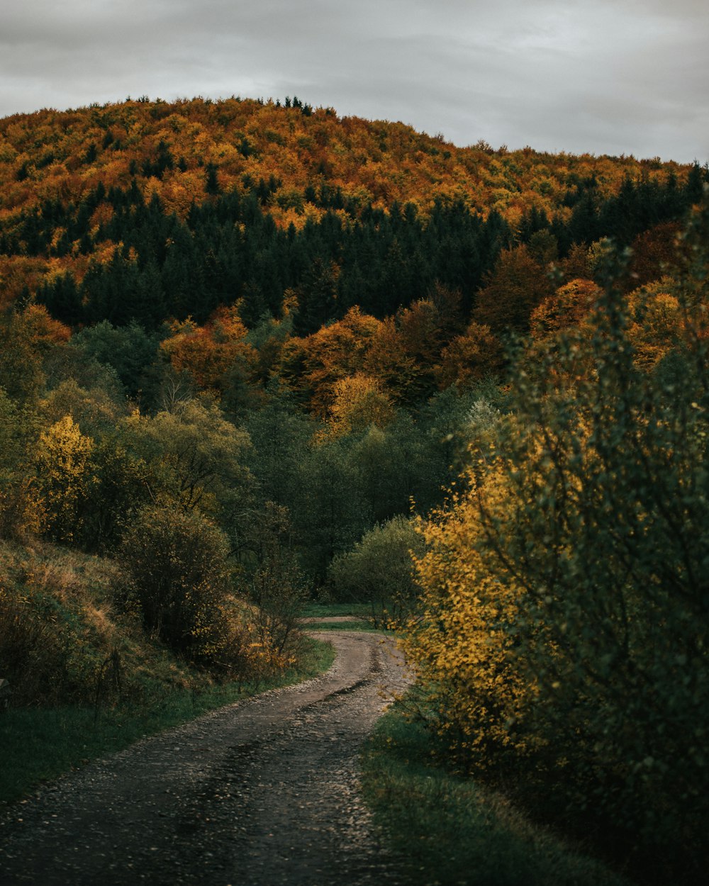 green and yellow trees beside road during daytime