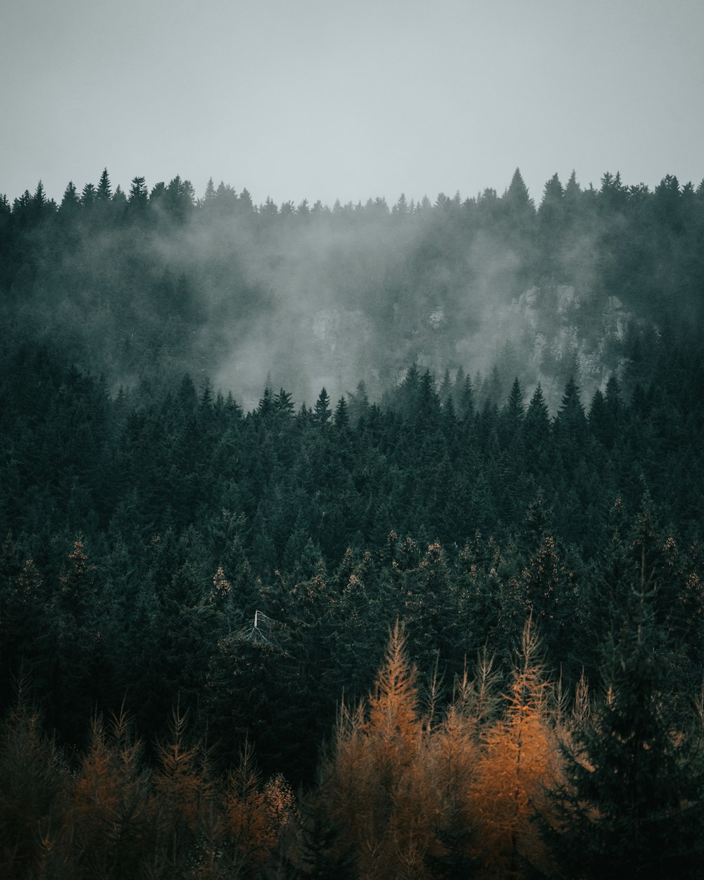 green trees covered with fog