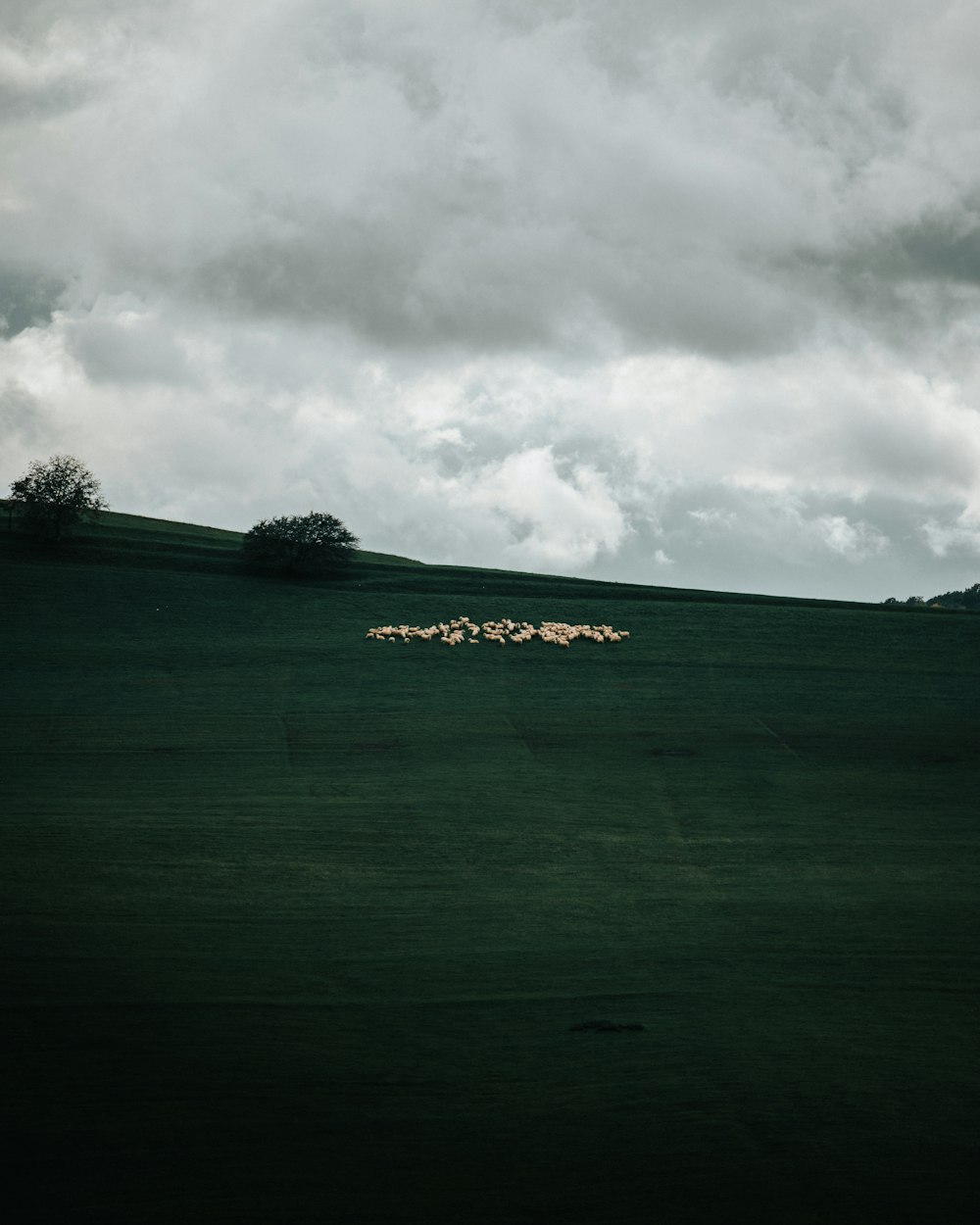 green grass field under cloudy sky during daytime