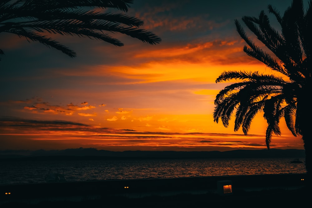 silhouette of palm tree during sunset