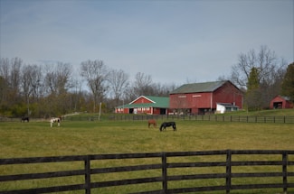brown and white wooden houses on green grass field under white cloudy sky during daytime