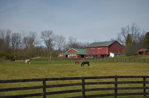 brown and white wooden houses on green grass field under white cloudy sky during daytime