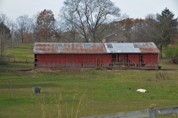 A long, old red barn with a rusted metal roof is situated in a grassy field. The barn shows signs of wear with peeling paint and missing wooden slats. Surrounding the barn, there are leafless trees, indicating a late autumn or early winter setting. In the foreground, a metal bucket sits on the grass, and a white object, possibly a sheet or tarp, lies nearby. The background includes additional trees with sparse leaves and a house partially visible in the distance.