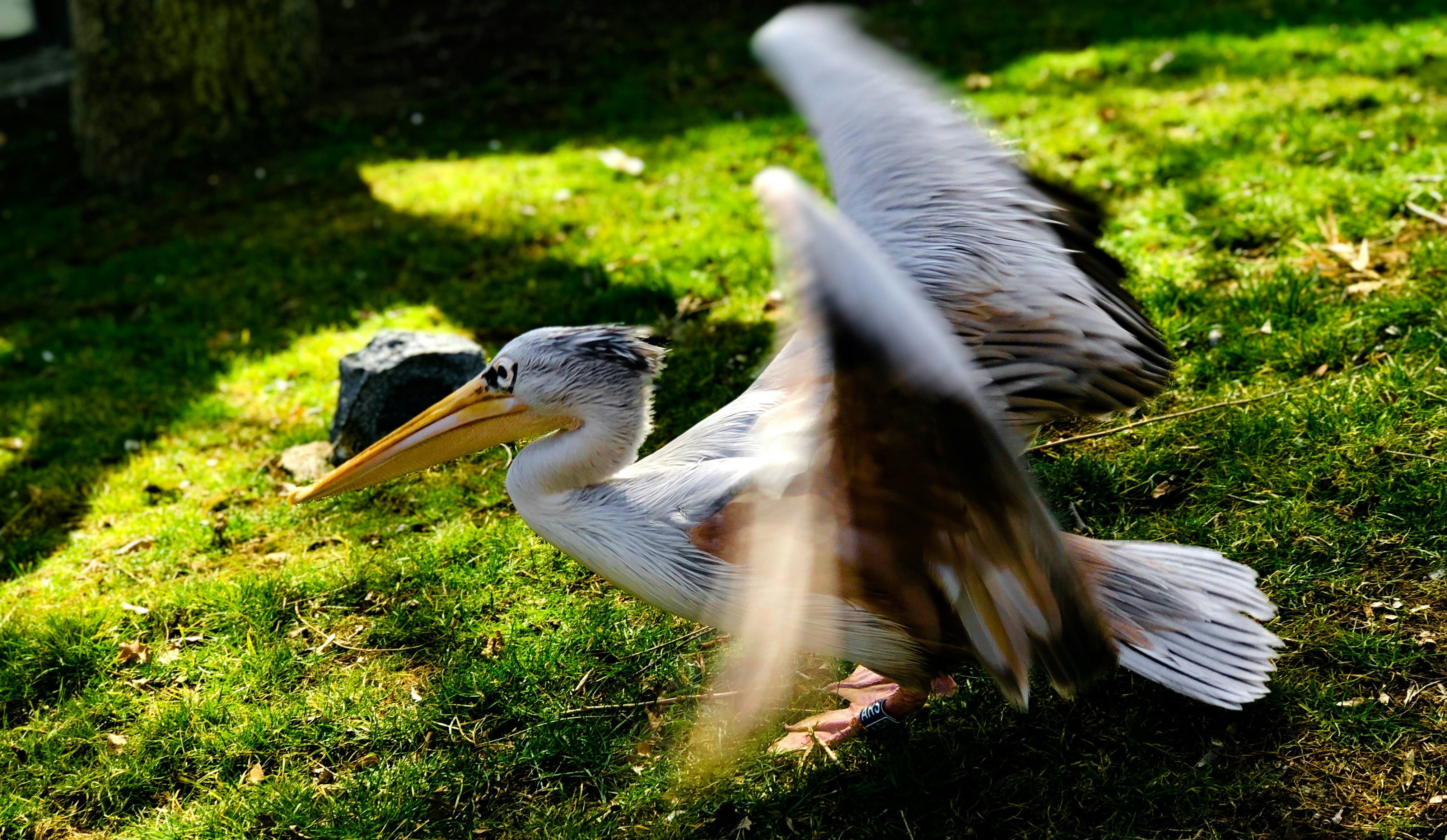 pelícano blanco sobre hierba verde durante el día