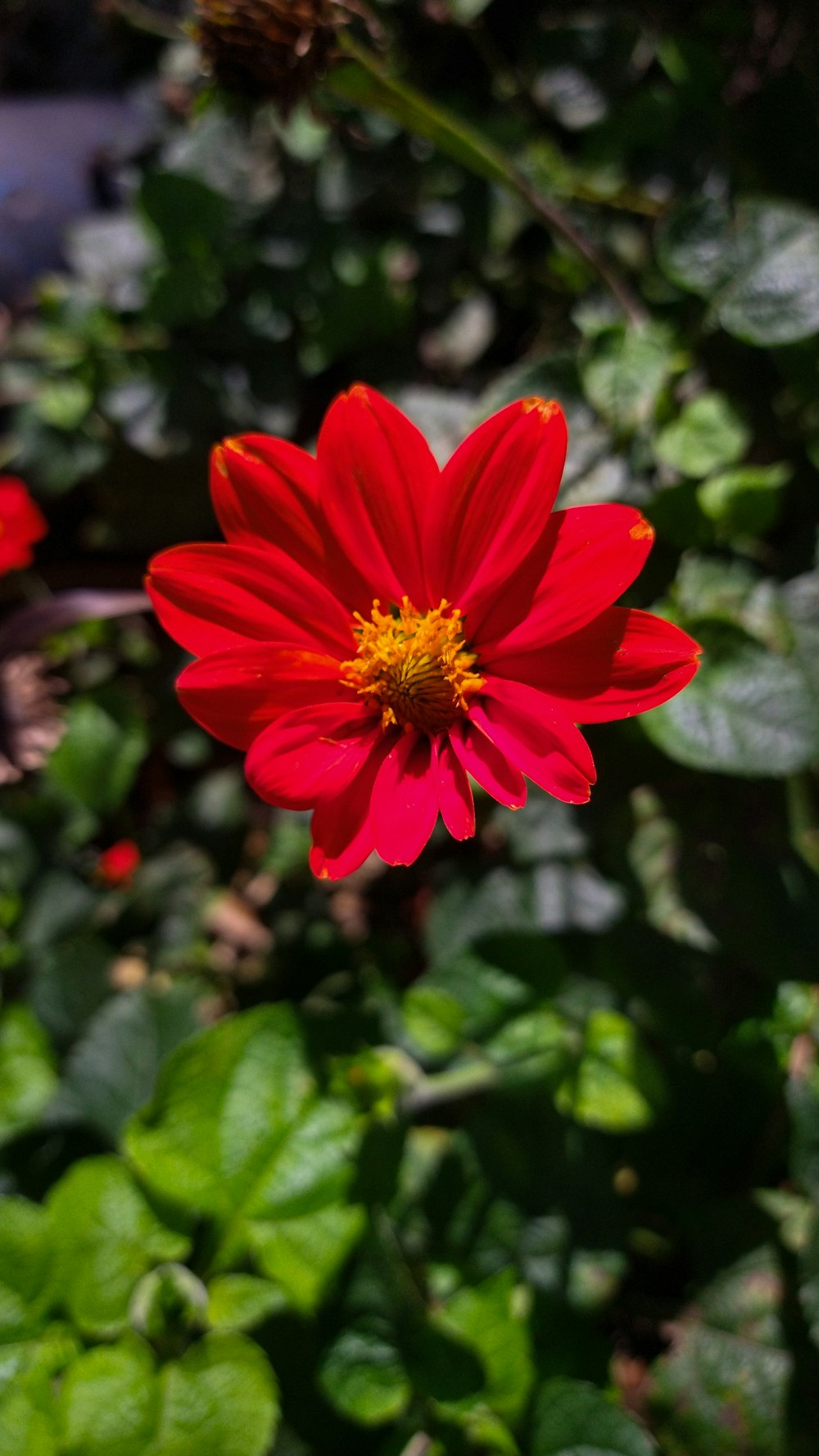 red flower in tilt shift lens