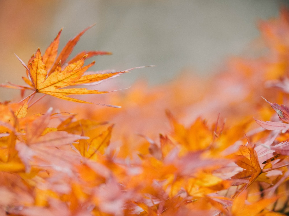 yellow and red maple leaves