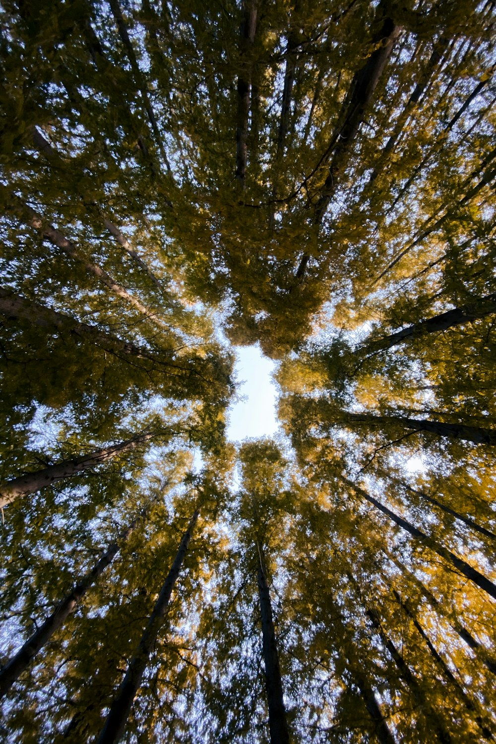 low angle photography of green trees during daytime