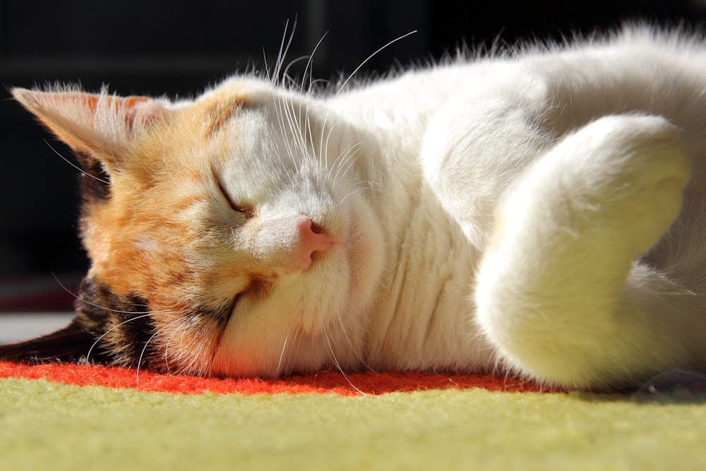 white and orange tabby cat