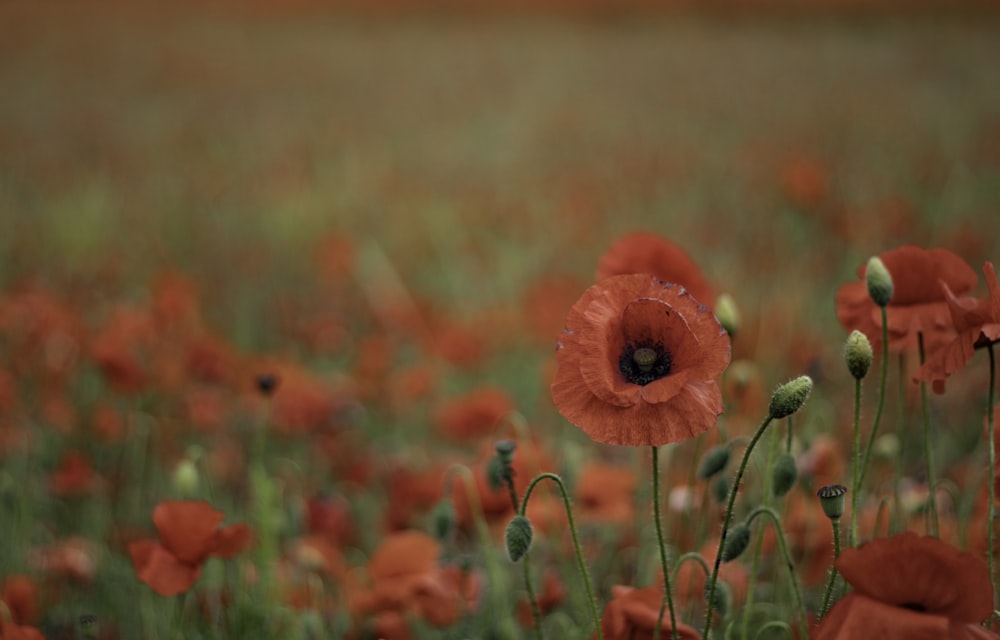 champ de fleurs rouges pendant la journée