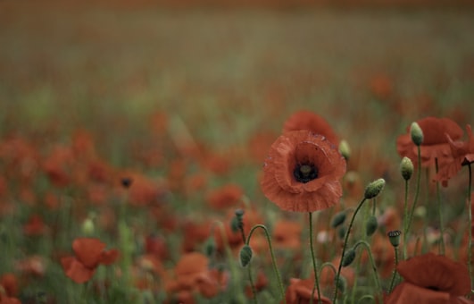 ANZAC Day Australia