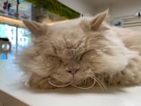 A fluffy, cream-colored cat is sleeping peacefully on a white surface. Its eyes are closed, and its ears are perked slightly forward. The fur is long and soft, covering its paws and face.