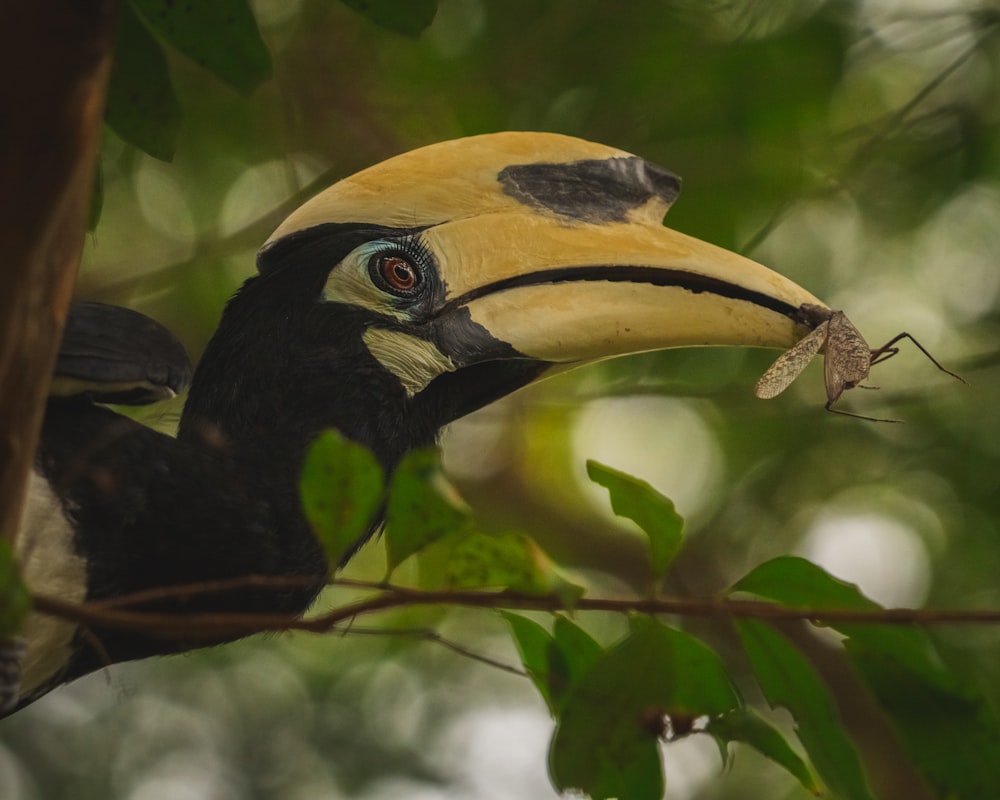 black and yellow bird on tree branch during daytime