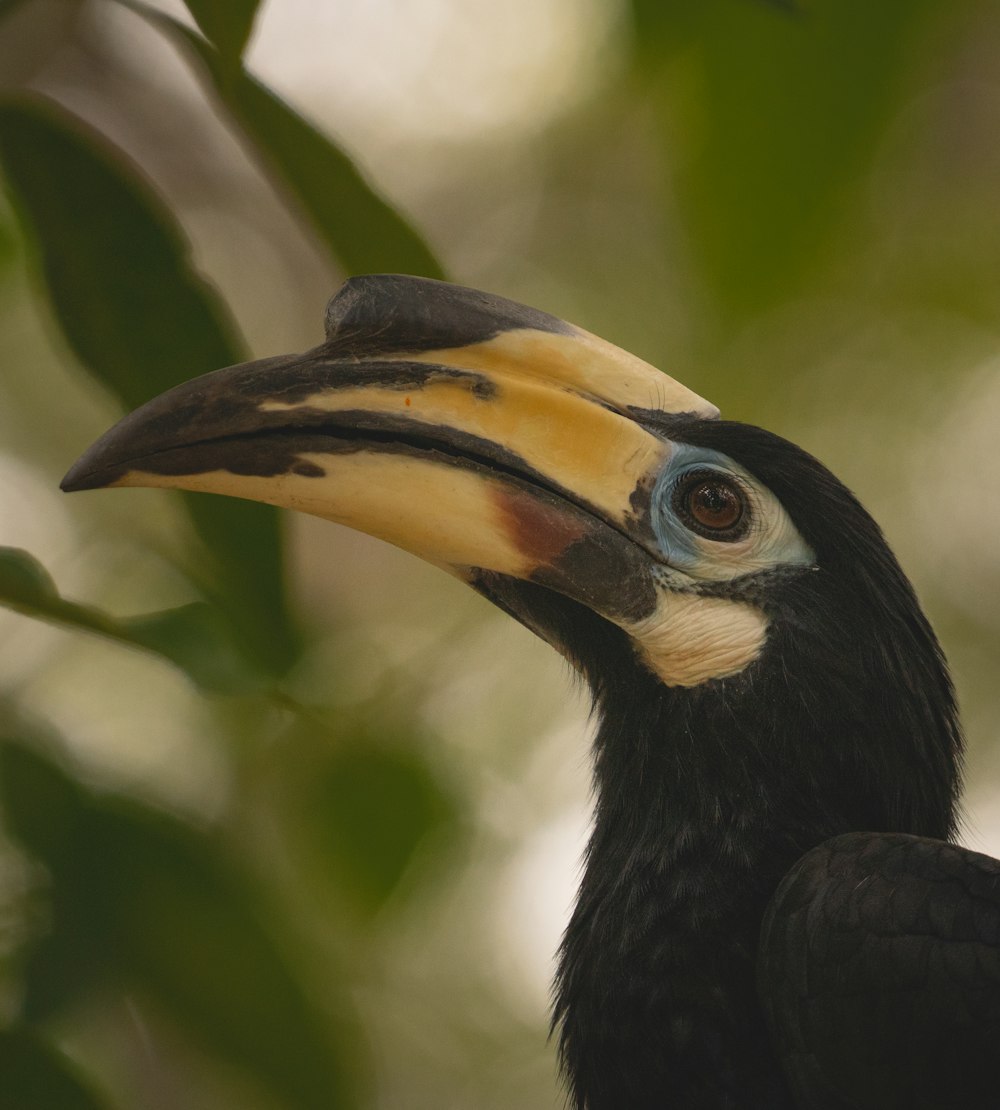 black and yellow bird on tree branch during daytime