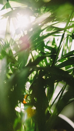 Sunlight filtering through dense leaves, casting shadows on a notebook.