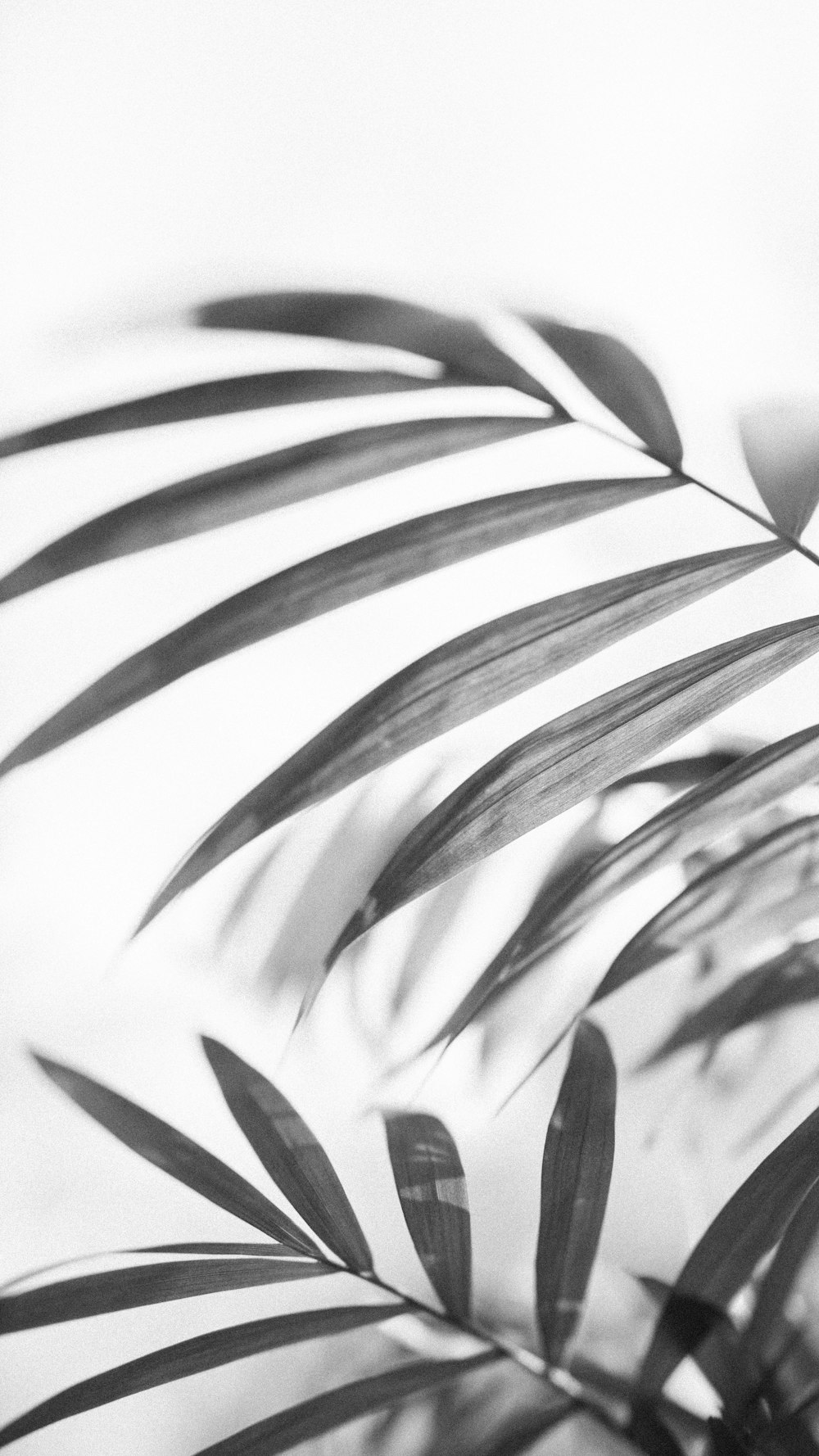 Foto en escala de grises de hojas con fondo blanco