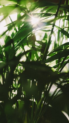 Sunlight filtering through leaves onto a peaceful outdoor seating area where elders relax.