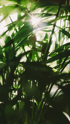Sunlight filtering through green leaves in a peaceful garden setting.
