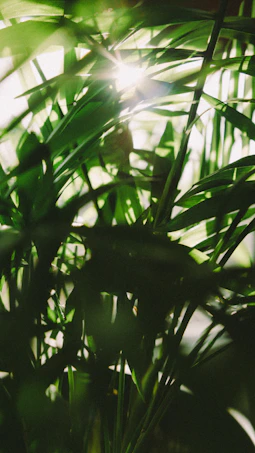 Sunlight filtering through leaves over a serene outdoor treatment space.