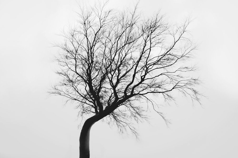 leafless tree on gray scale