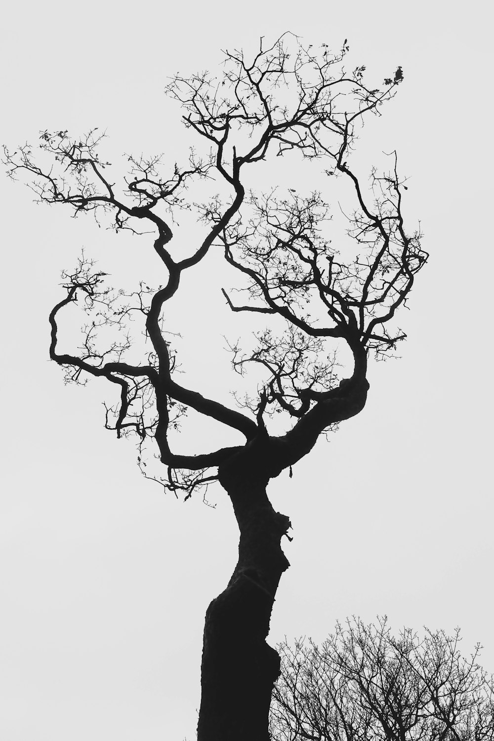 árbol desnudo negro bajo el cielo blanco